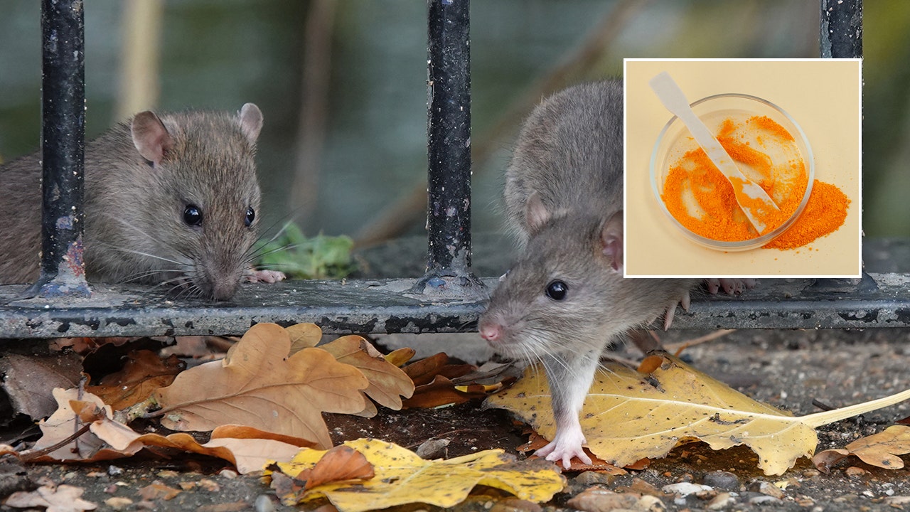 Ingredient found in Doritos turns mouse’s skin transparent, may have medical applications [Video]