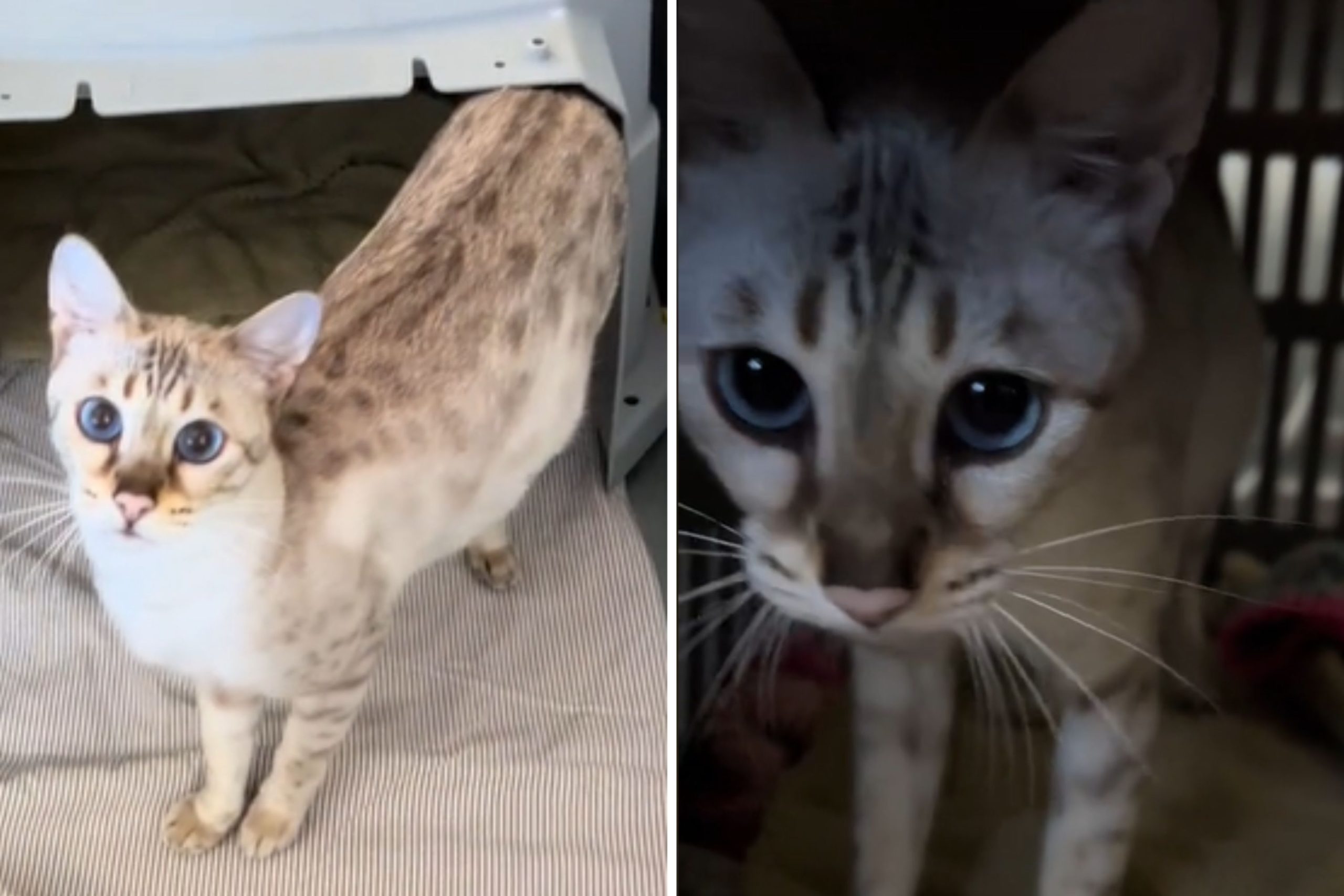 Watch Touching Moment Pregnant Cat 