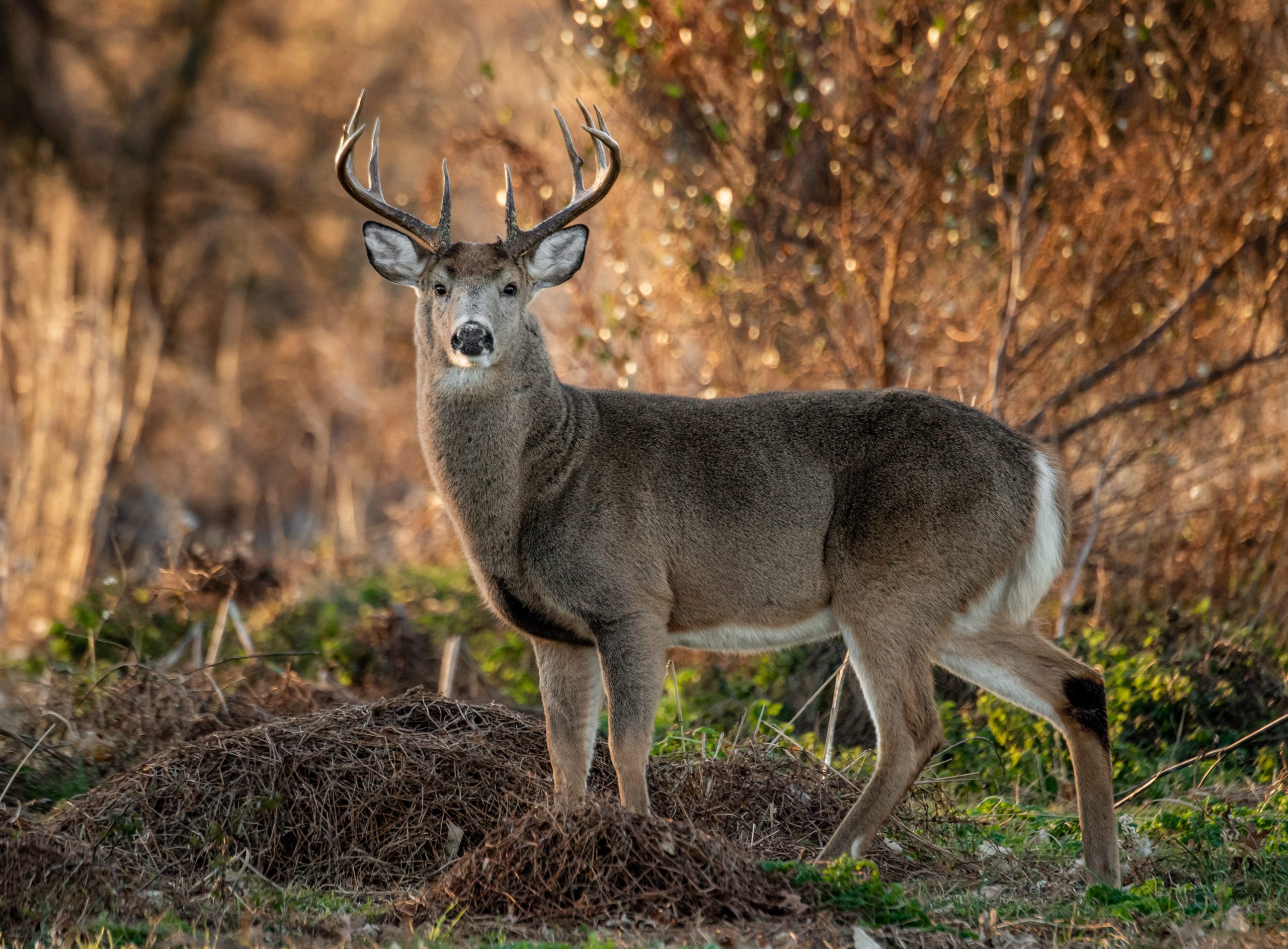 Viral deer disease confirmed in southwest Michigan [Video]