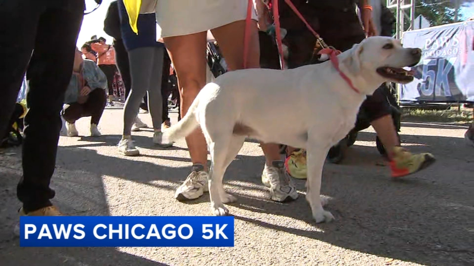 Dogs, humans step off from Montrose Harbor for 24th annual PAWS 5K fundraiser [Video]