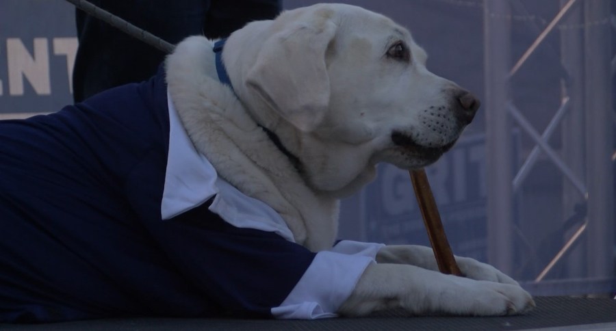 Labrador campaigns to raise funds for ABQ non-profit [Video]