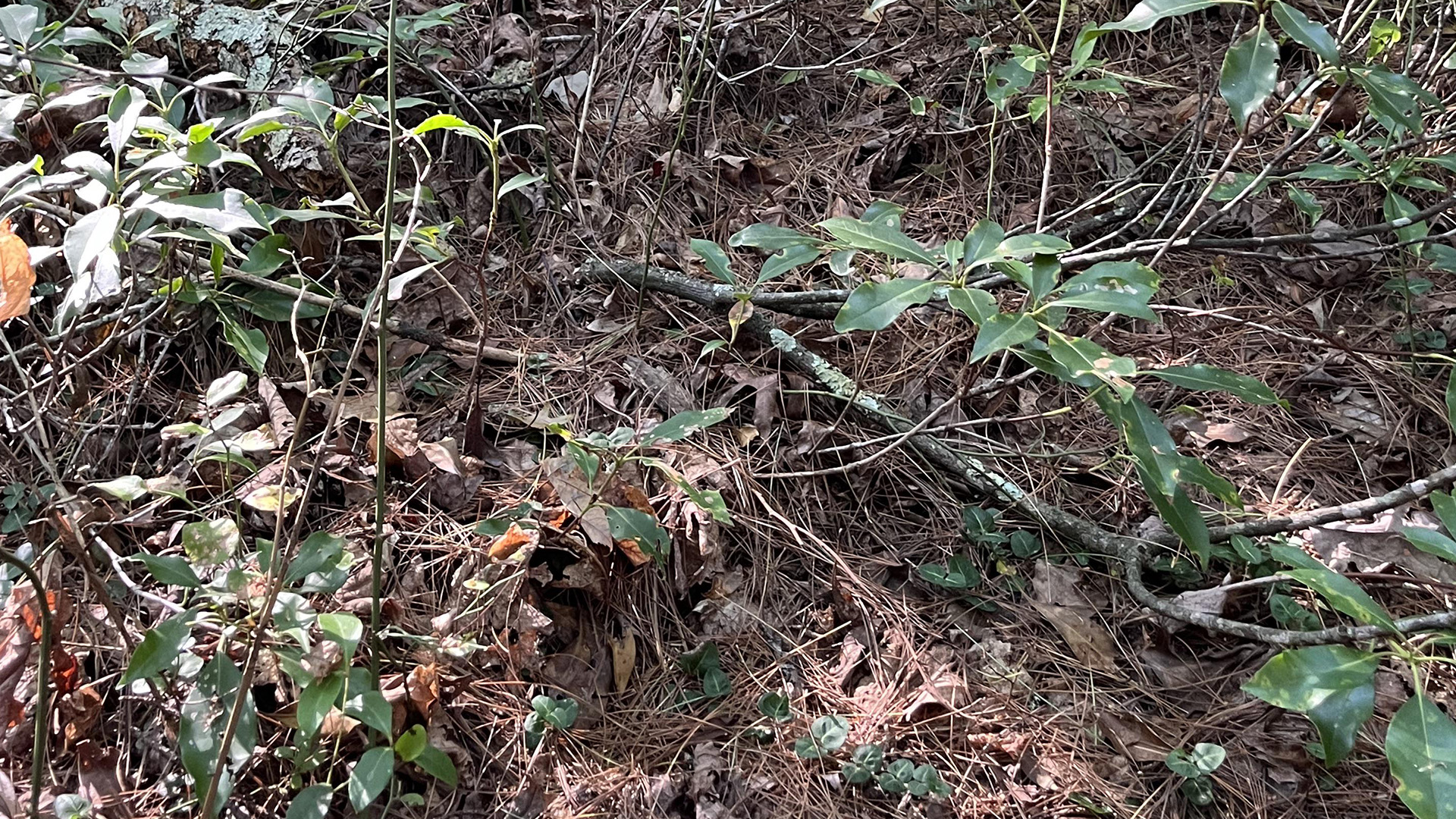 You have the eyes of a hawk if you can spot the poisonous snake hiding in the woods in under 9 seconds [Video]