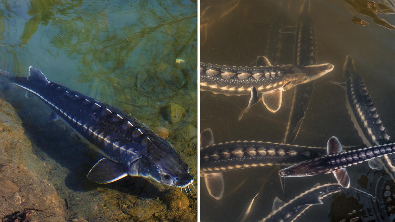 Connecticut River find includes first-time sightings of prehistoric fish [Video]