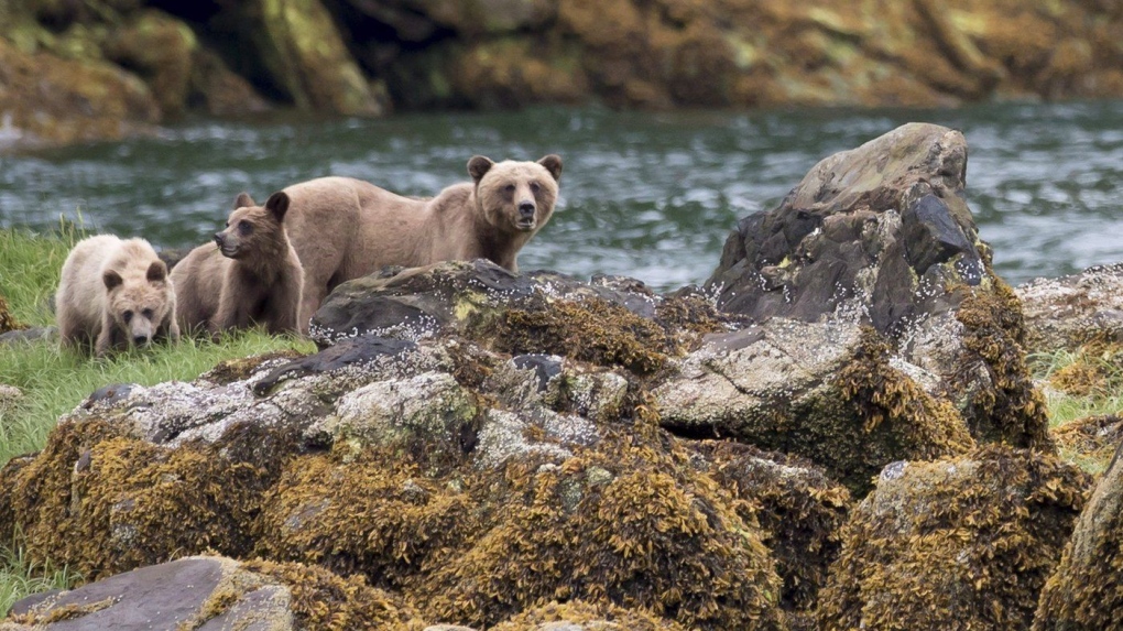 B.C. to review conservation officer training after bear deaths [Video]