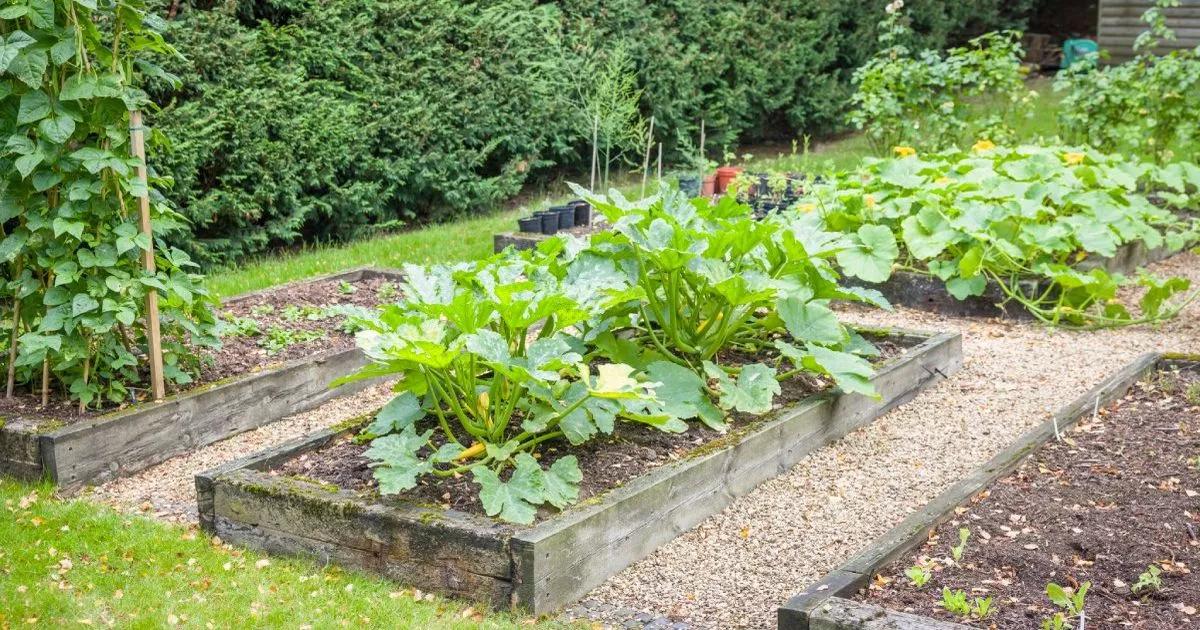 Gardeners use bones as fertilisers, destroy fungus with cinnamon – and sing to plants [Video]