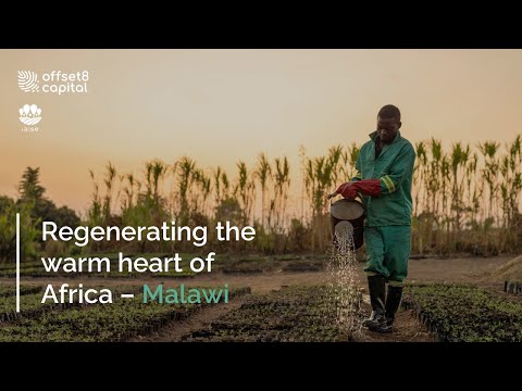 Abu Dhabi-based Offset8 and iRise to Restore 10 Million Trees, Benefiting 150,000 Malawians [Video]