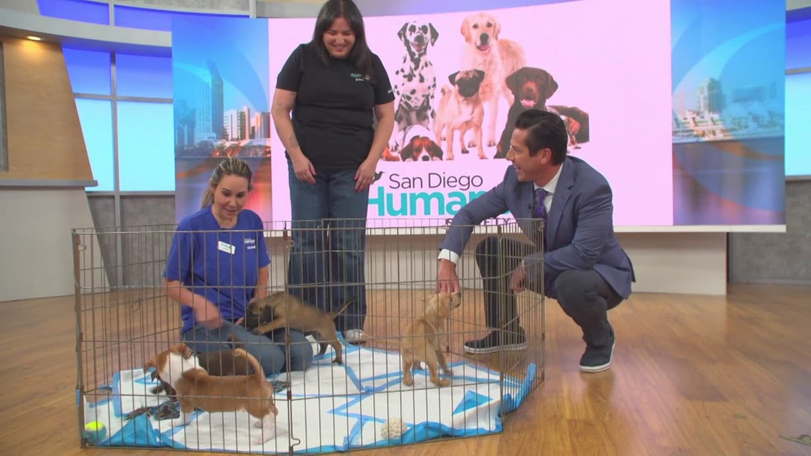 San Diego Humane Society hosts 38th annual Fur Ball | October 5 [Video]