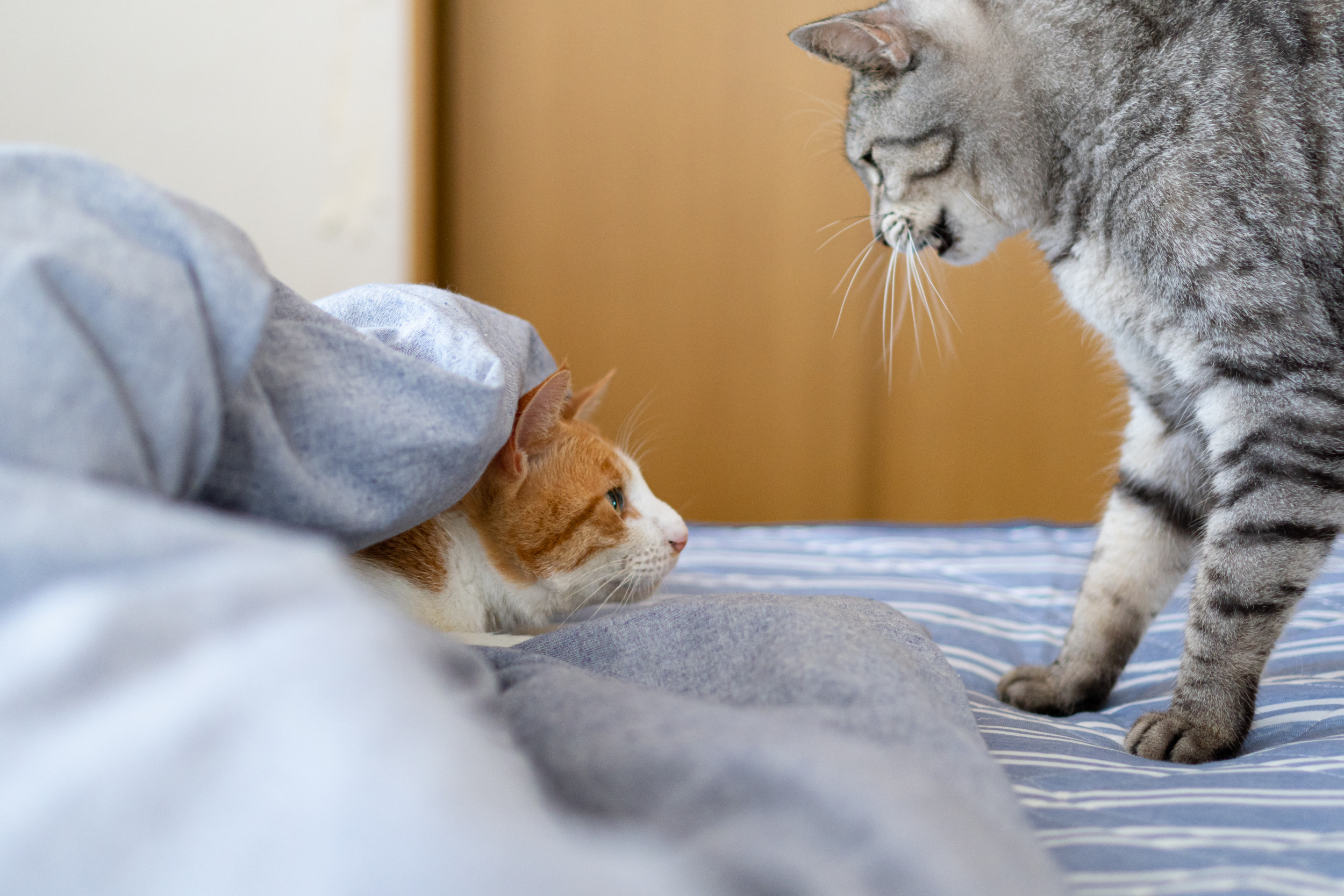 Girl Cat Kicks Back With Cosy Heating Pad, But Baby Brother Has Other Plans [Video]