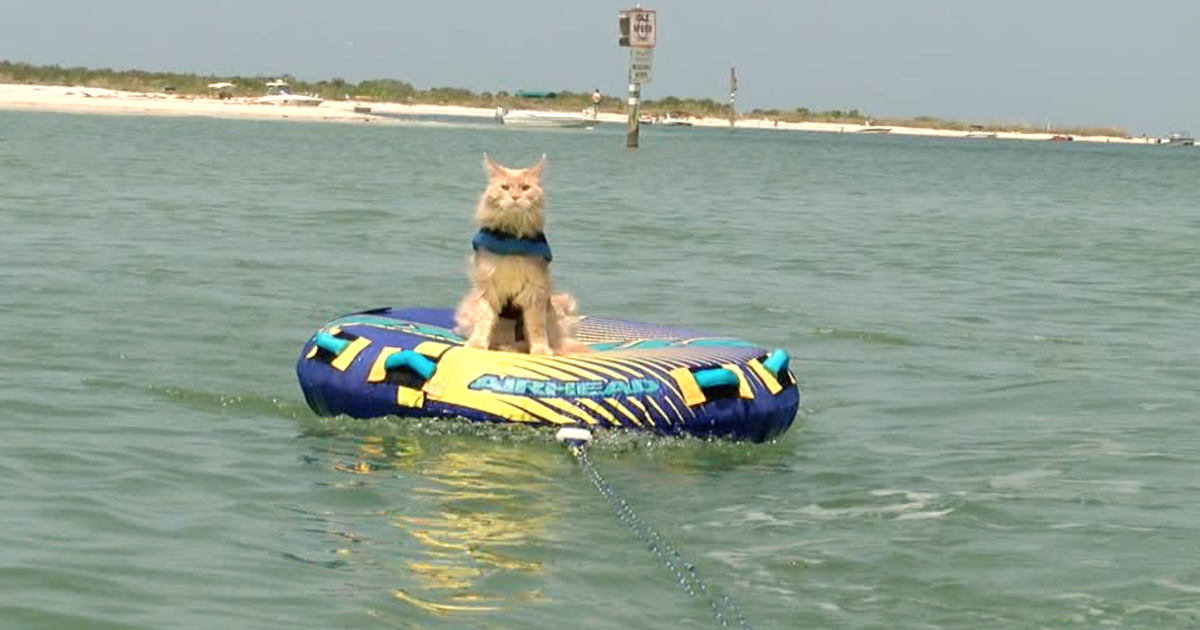 St. Pete spokescat overcomes cancer, hits the road [Video]