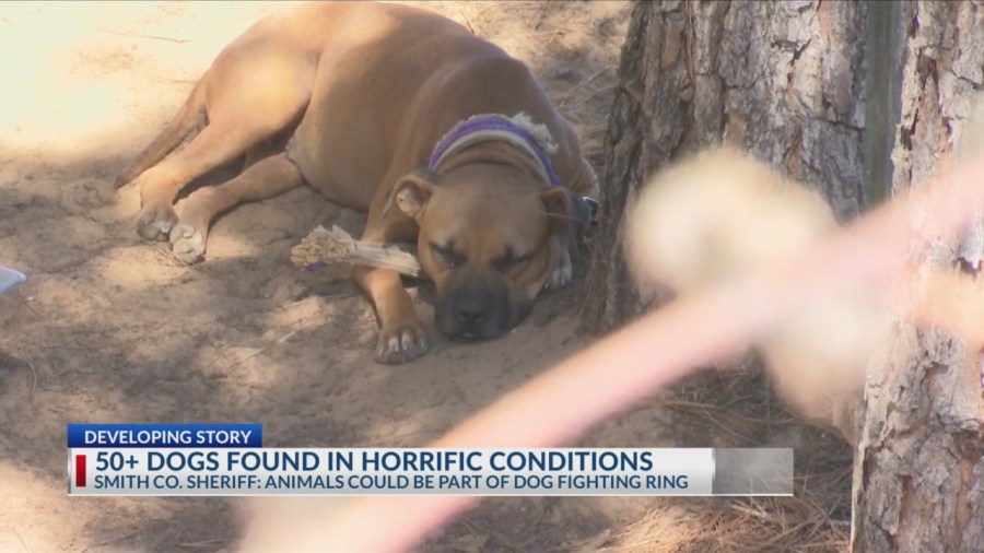 1 arrested, 1 wanted after more than 50 dogs found in alleged Smith County dogfighting bust [Video]