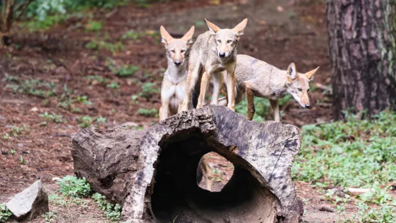 Red Wolf Recovery Program | Endangered red wolves at Durham’s Museum of Life and Science headed to Wolf Conservation Center [Video]