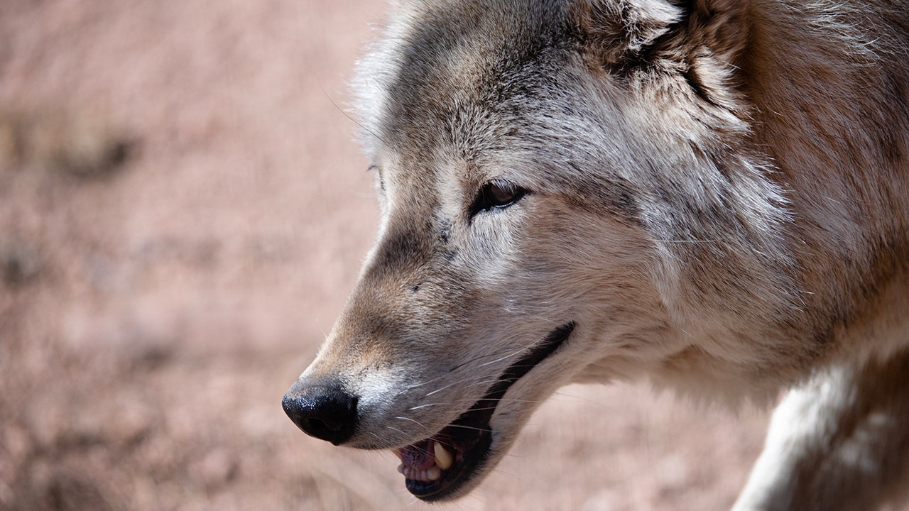 Wolves reintroduced in Colorado blamed for repeated attacks on livestock [Video]