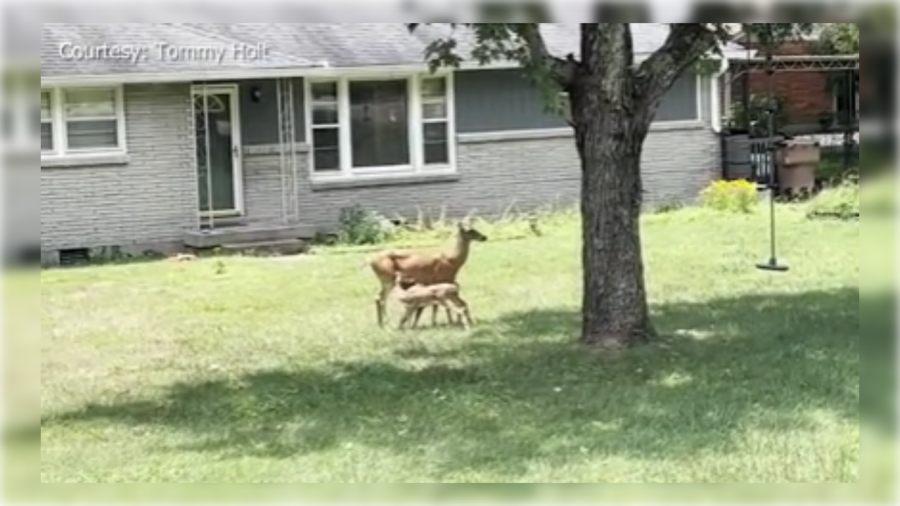 Resident helping with injured, dead deer issue in East Nashville [Video]