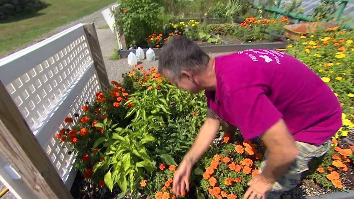 Gardening builds a community in Mass. [Video]