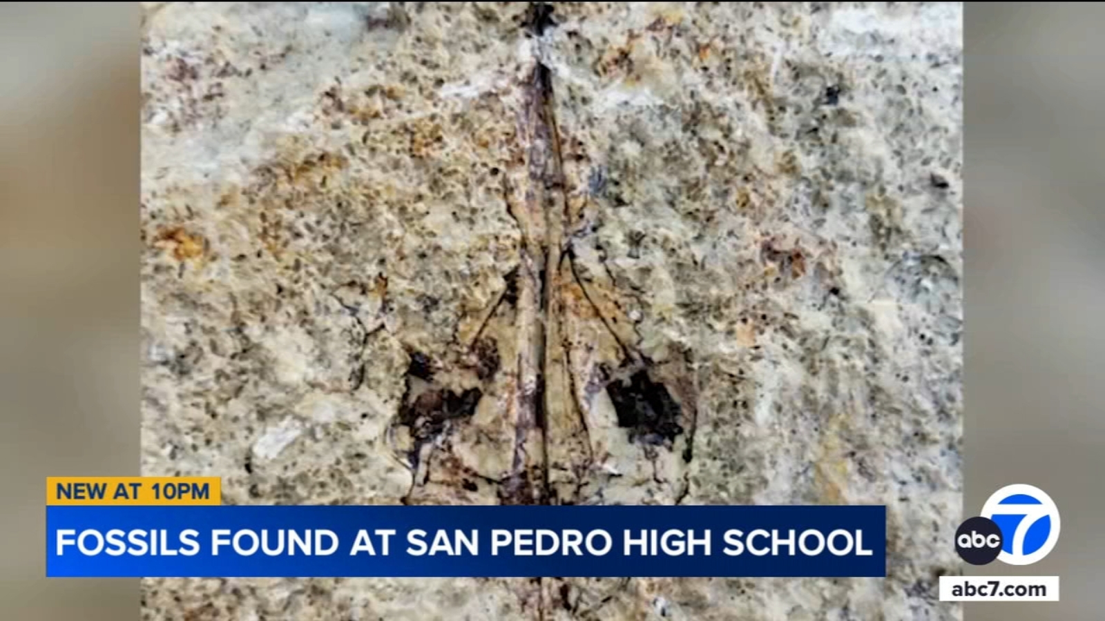 Millions of fish fossils dating back 9 million years discovered at San Pedro High School [Video]