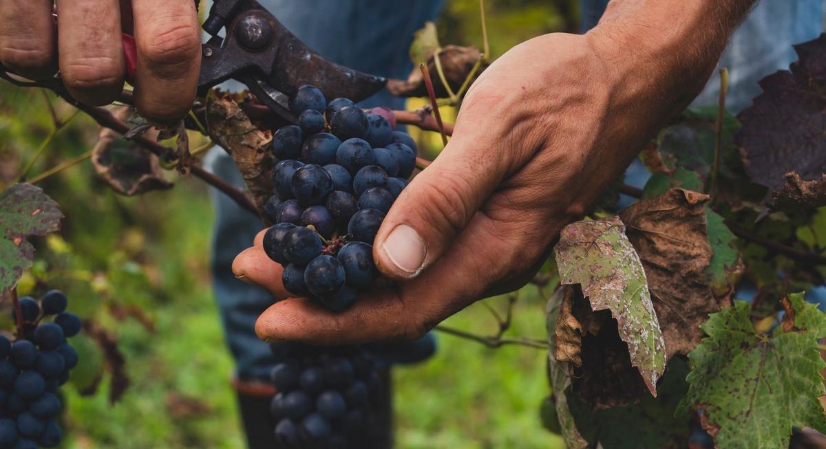 Lubben Vineyards About to Open New Anamosa Location [Video]