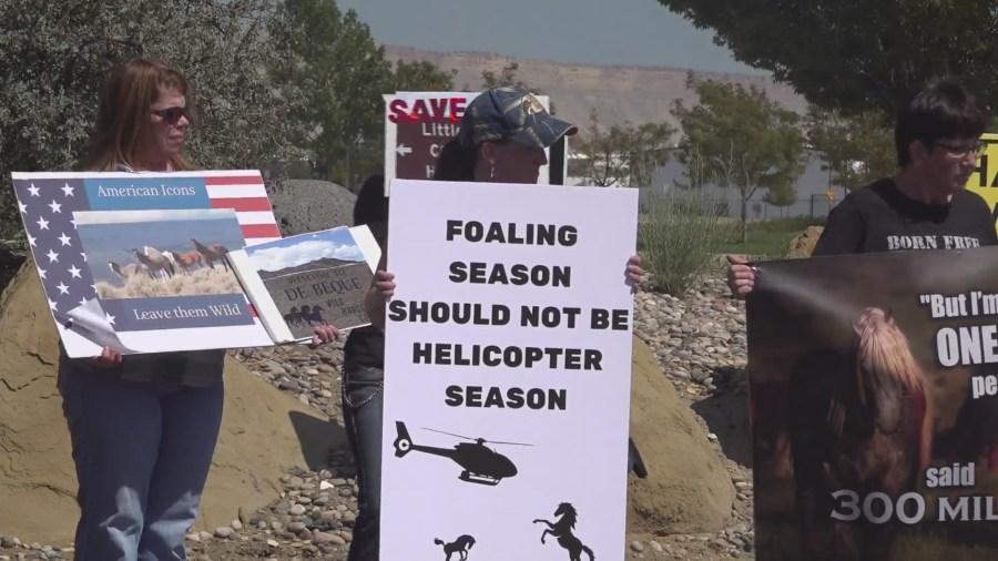 Protests to stop the Little Book Cliff wild horse roundups [Video]