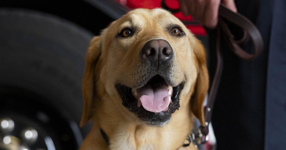 Omaha Fire Department’s latest member has paws  its first support dog for firefighters [Video]