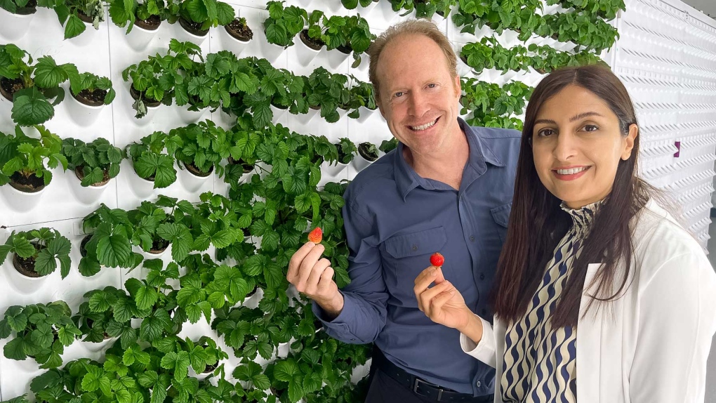 New AI model developed at Western detects strawberry diseases [Video]