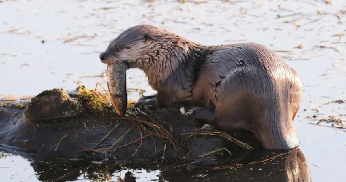 River otter attacks mother, child while walking on marina dock: Officials [Video]