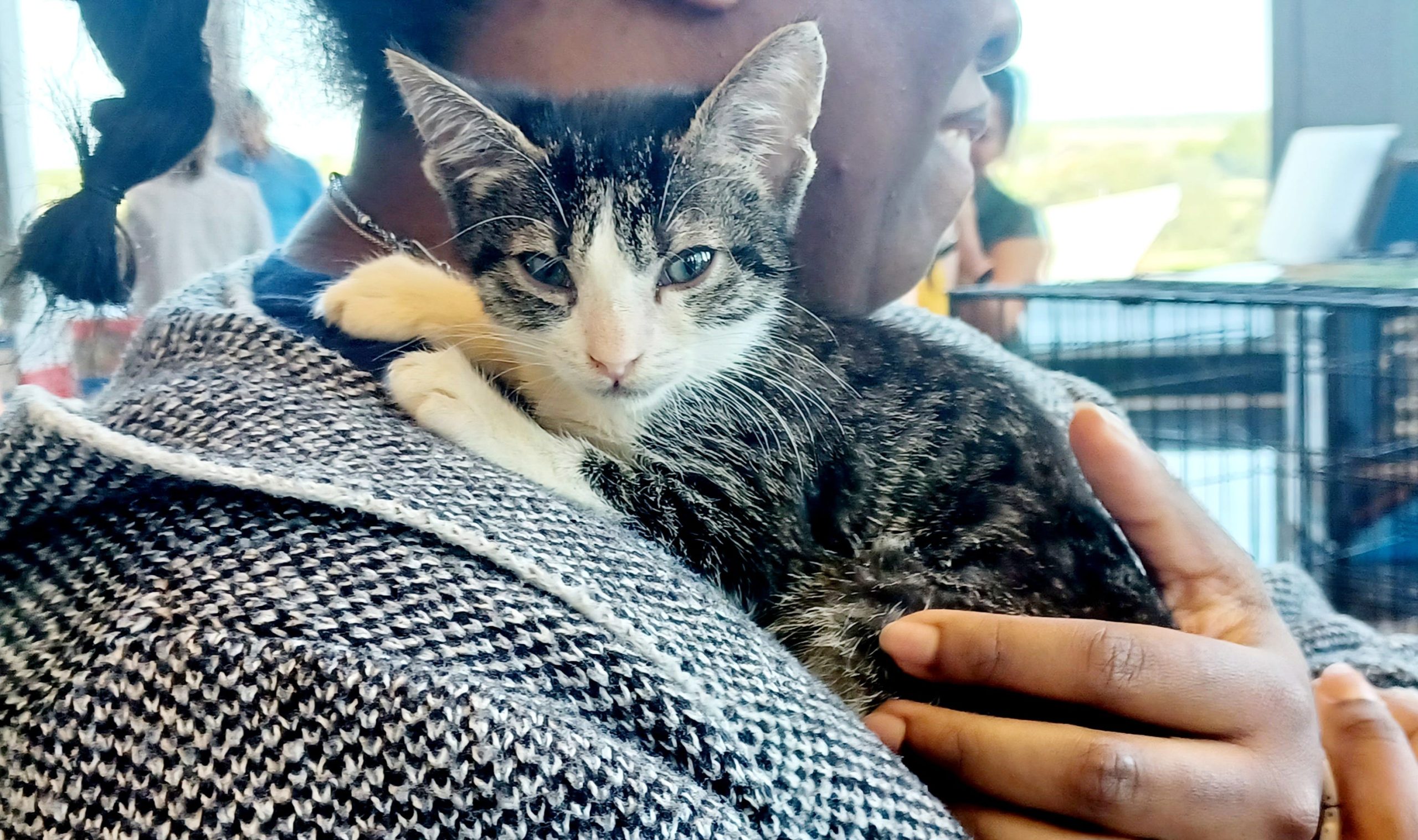 Fort Worth turns City Hall into Kitty Hall [Video]