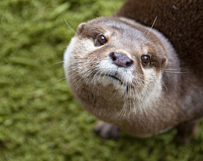 Mom rescues child after a river otter attacks at marina [Video]