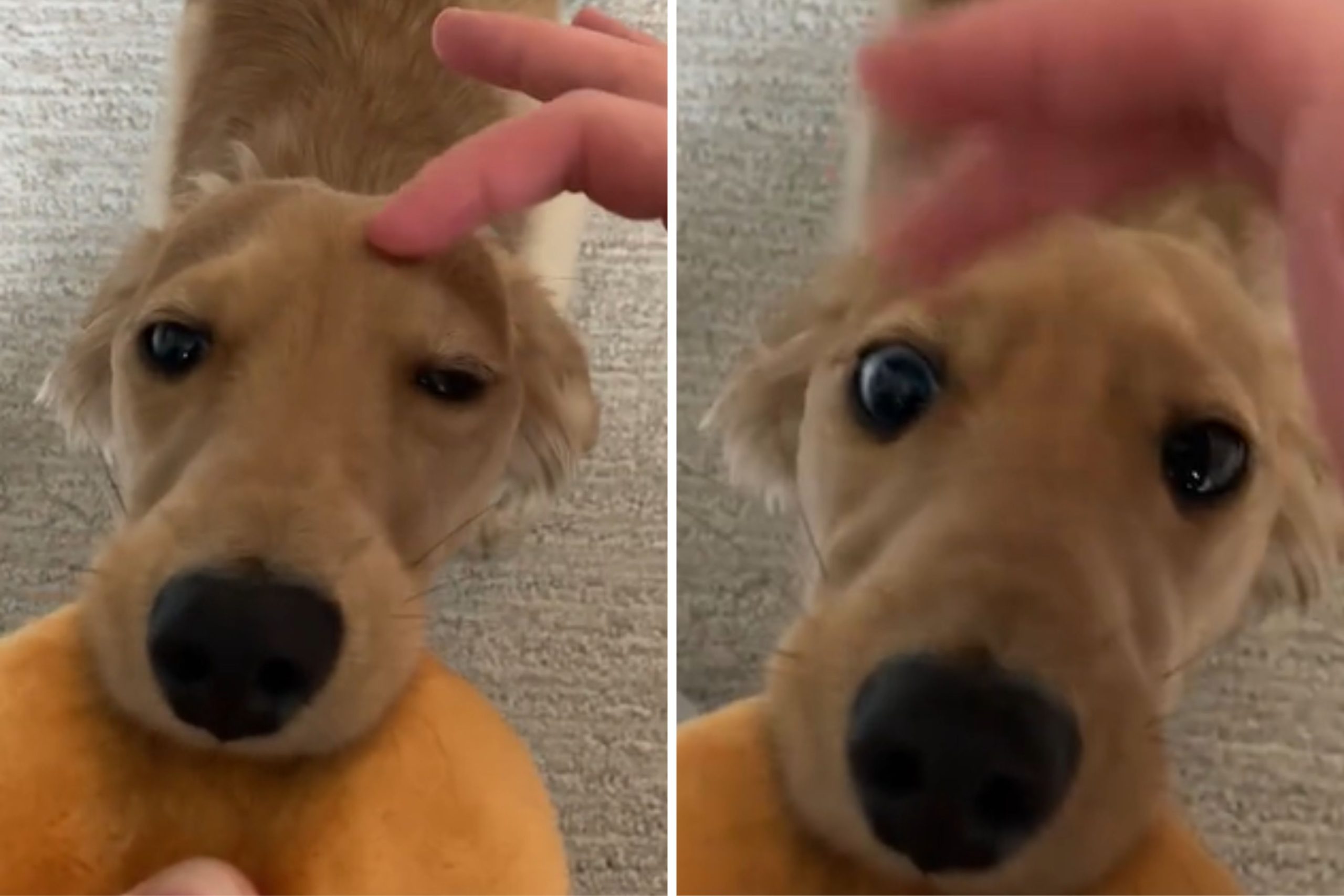 Dozing Dog Realizes Owner Is Trying to Send Him to Bed, Won’t Let It Happen [Video]