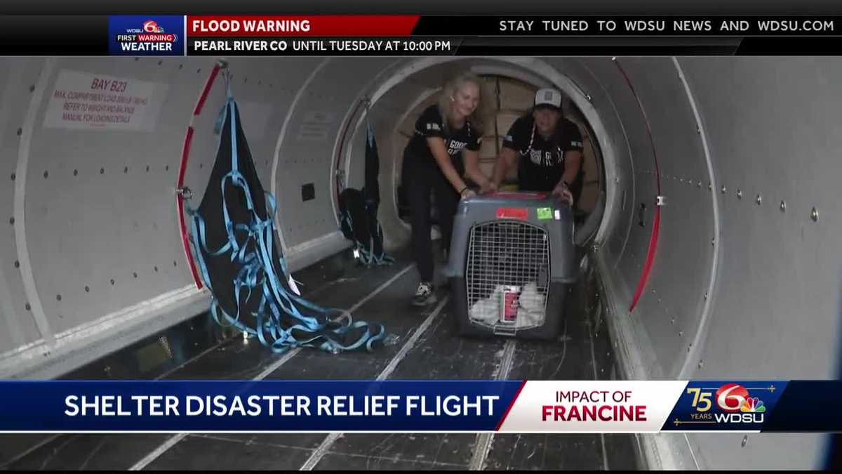 Louisiana pets displaced by hurricane flown to new homes [Video]