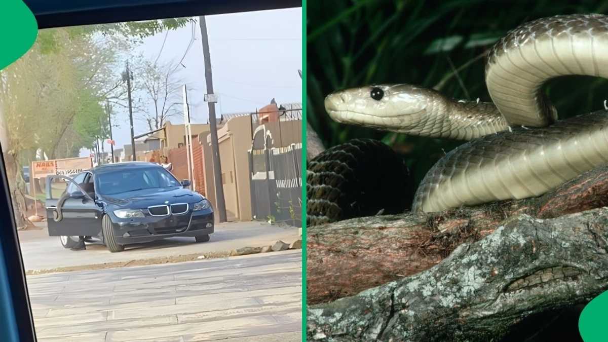 Random Sunday in Soweto: Video Captures Man Hanging Around With a Snake in Jozi