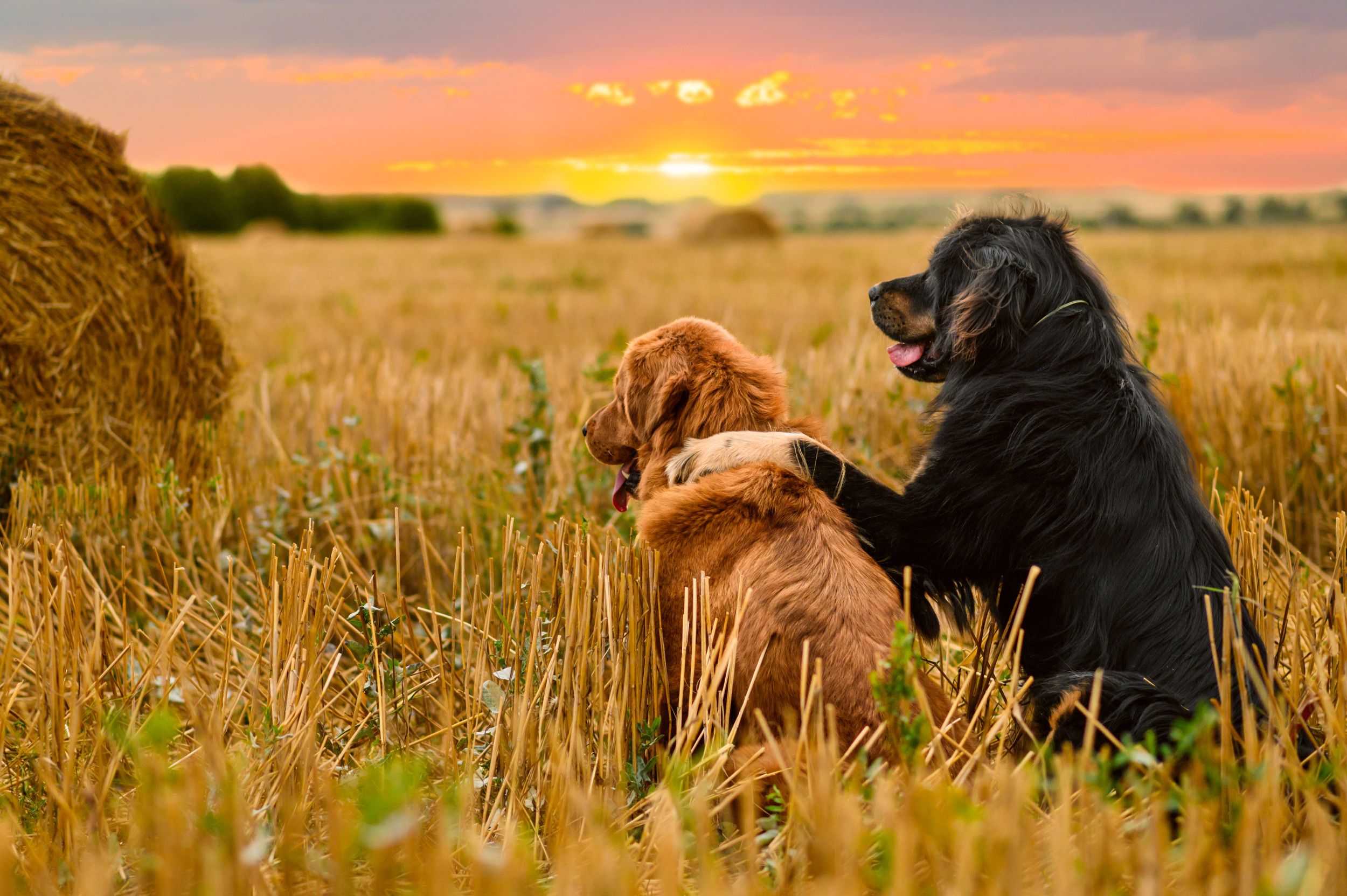 ‘Wholesome’ Moment Stray Dogs Meet Up to Watch Sunset Delights Internet [Video]