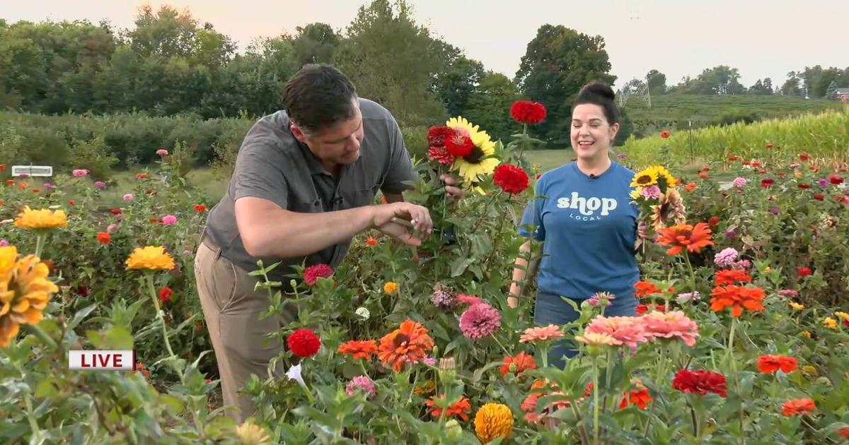 Keith Kaiser picks flowers in the field at Huber’s | [Video]