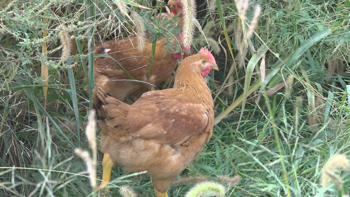 Lancaster County-based farm group participating in project to define ‘regenerative poultry’ [Video]