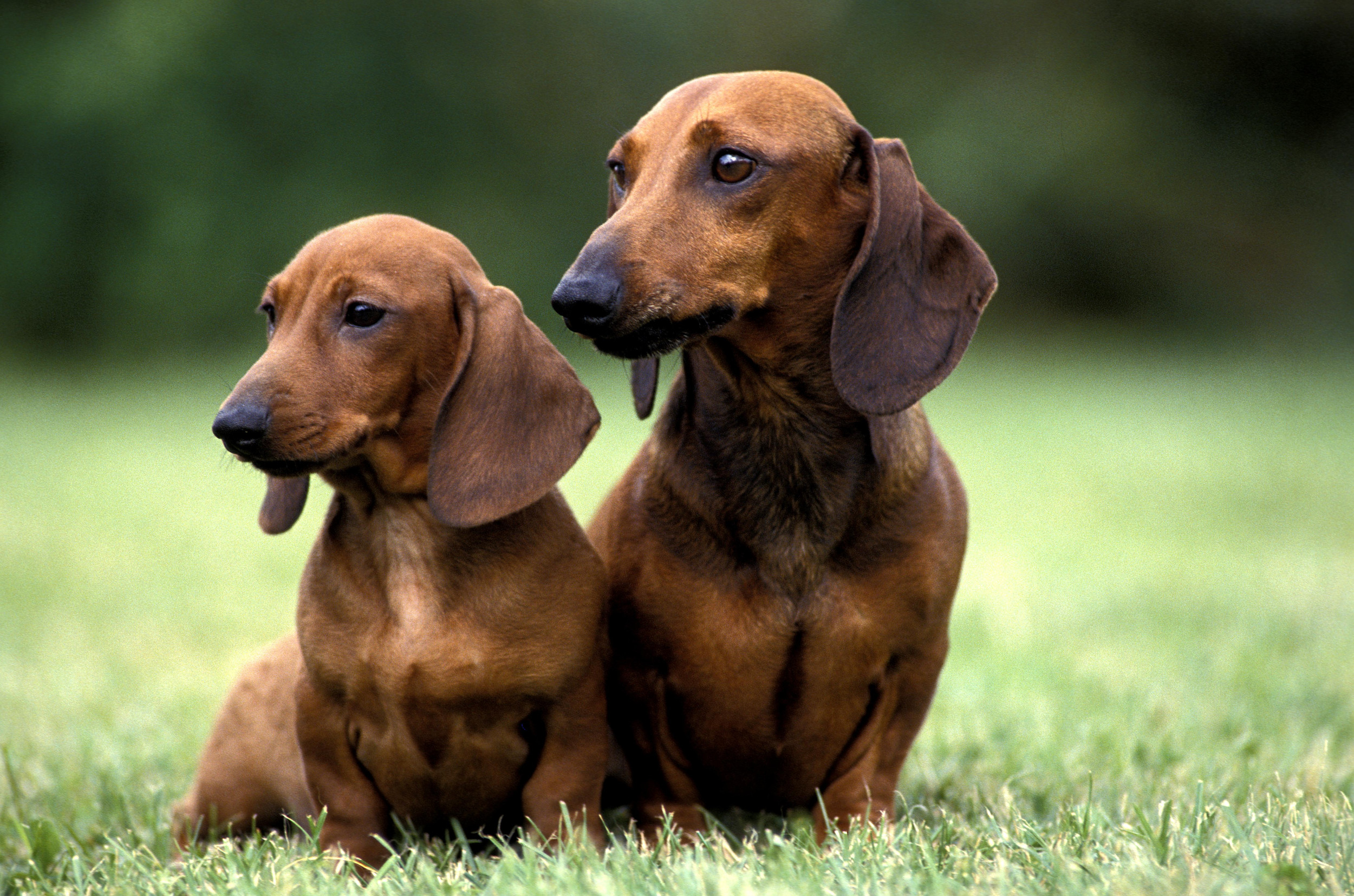 Dachshund Looking After Brother Back From Hospital Melts Hearts [Video]