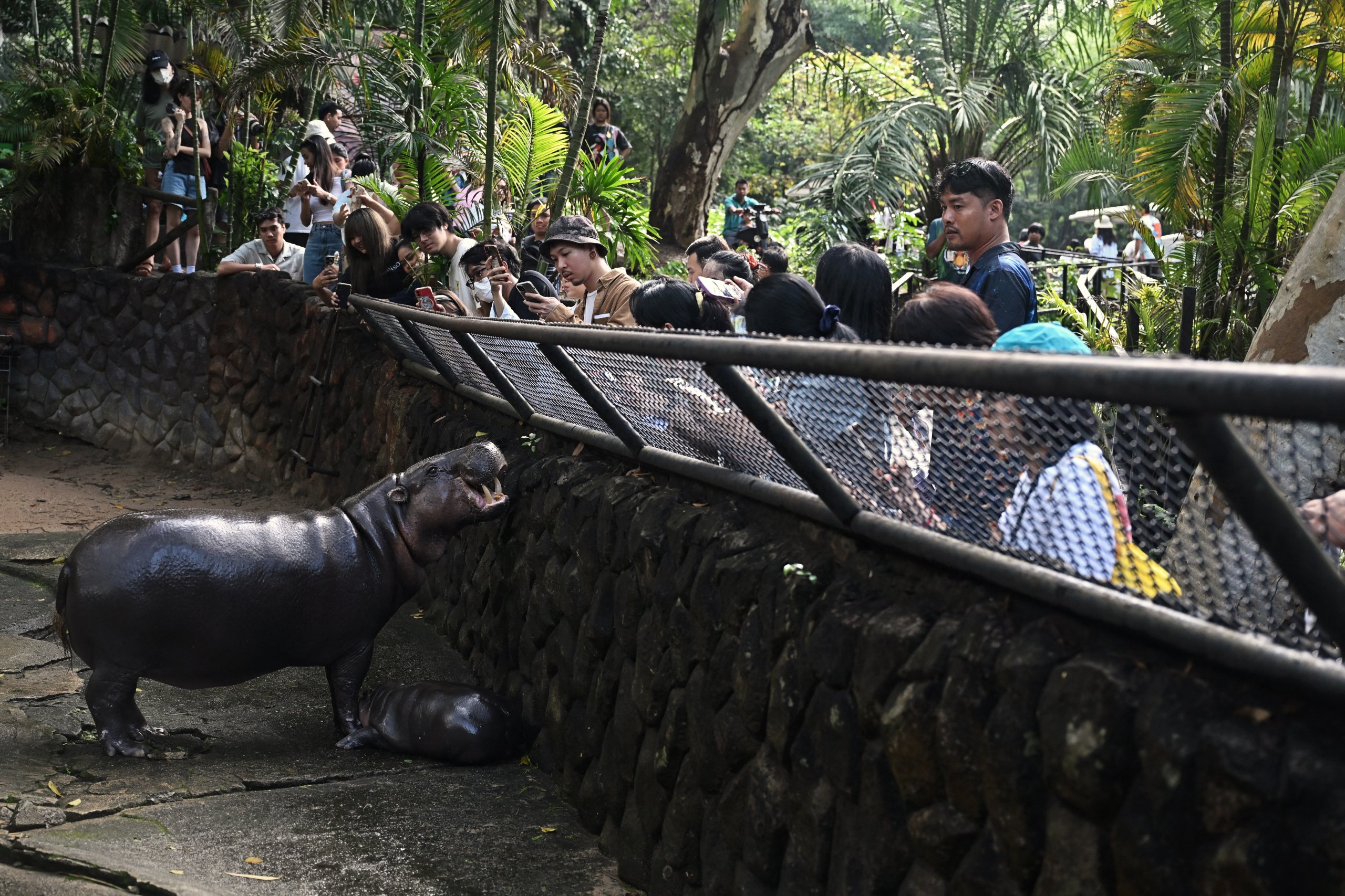 Endangered pygmy hippo goes viral from Thai zoo (Video)