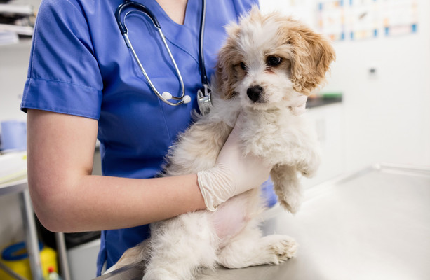 Plans for two new veterinary schools at Irish universities announced today [Video]