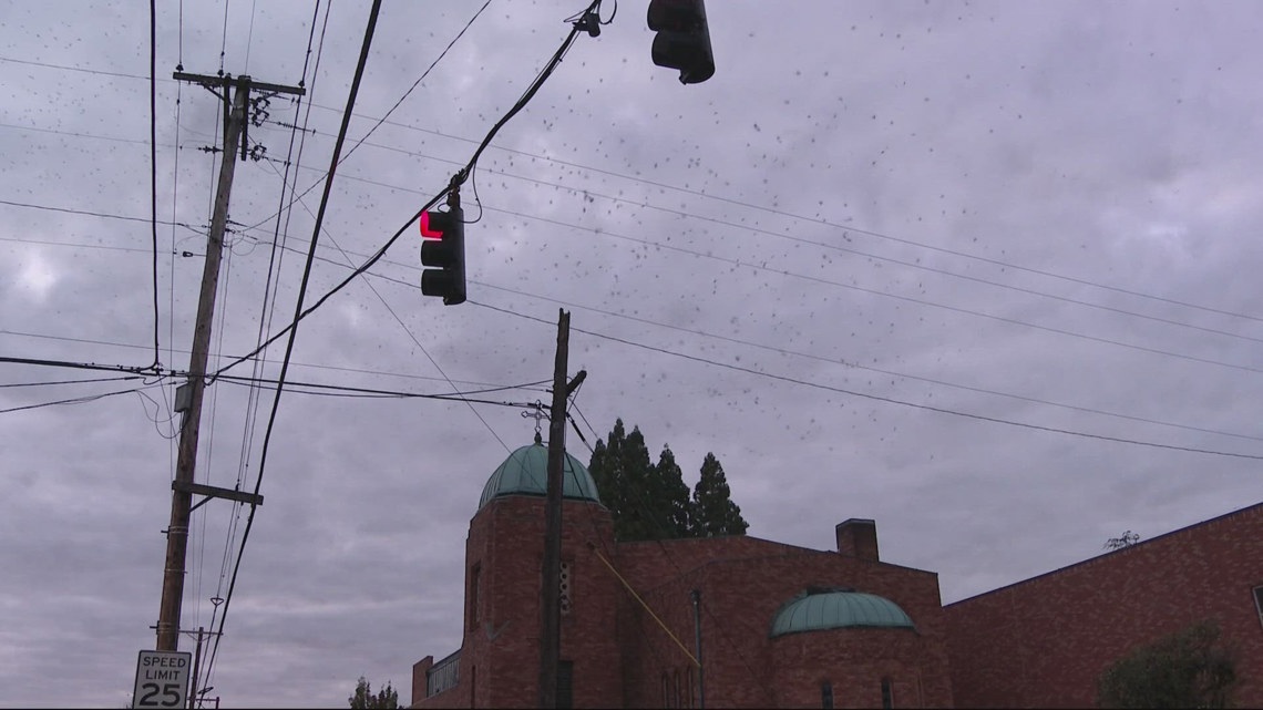 Far fewer Vaux’s swifts return to Chapman Elementary this year [Video]