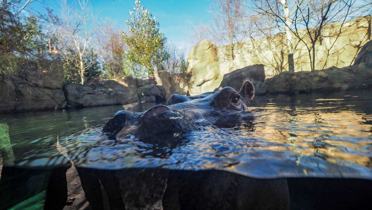 Before Moo Deng, there was Fiona. How the baby hippo took the internet by storm in 2017 [Video]