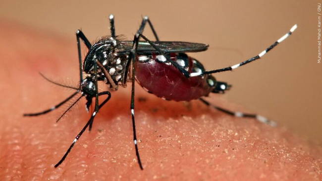 L.A. County Health Department investigates dengue fever cases [Video]