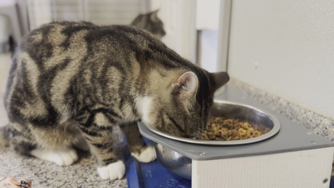 York County animal shelter in deep water after burst pipe [Video]