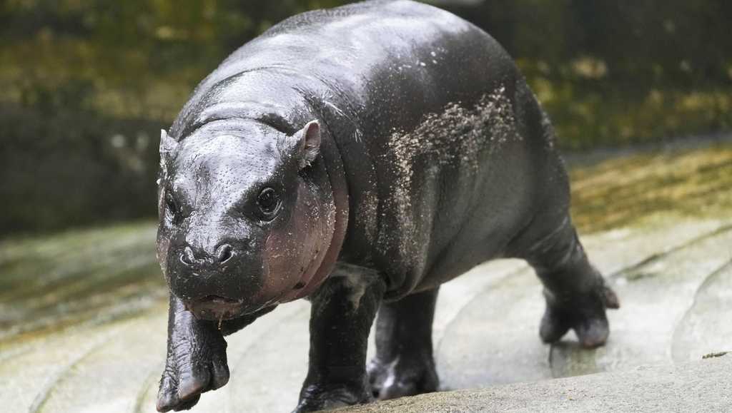 Thailand’s adorable pygmy hippo Moo Deng has the kind of face that launches a thousand memes [Video]