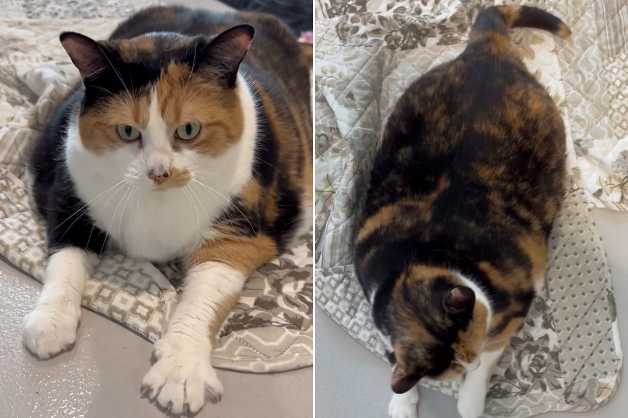 Shelter Pleads for Someone to Rescue Huge 27-Pound Cat [Video]