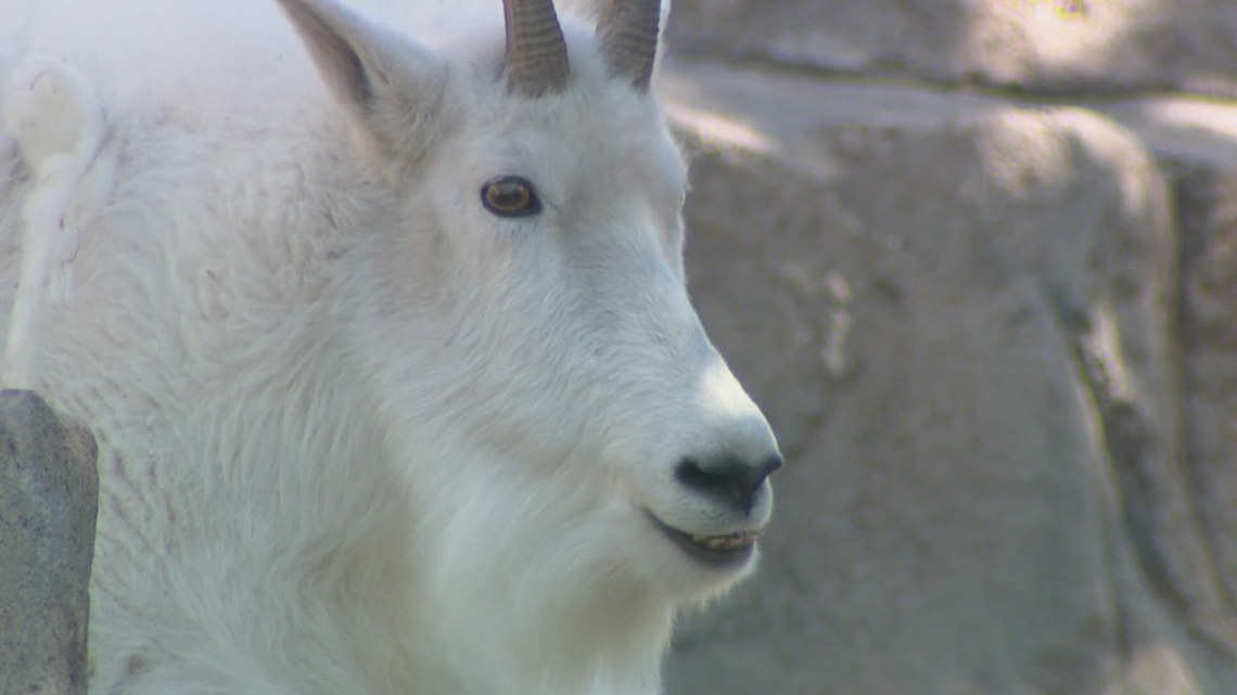 Researchers want everyone to leave the mountain goats alone on Mount Blue Sky [Video]