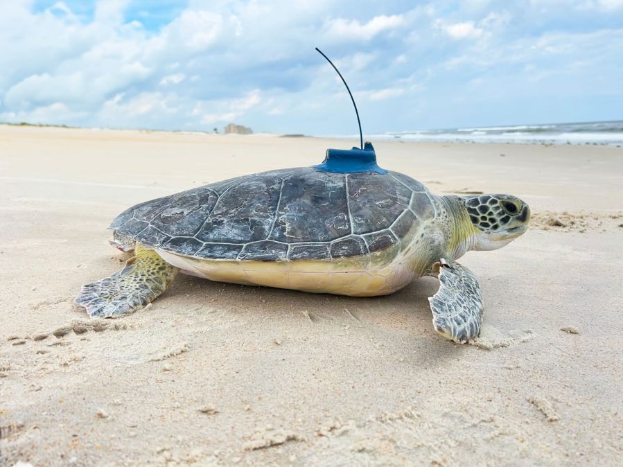 Track Otis the sea turtle returned to Atlantic Ocean [Video]