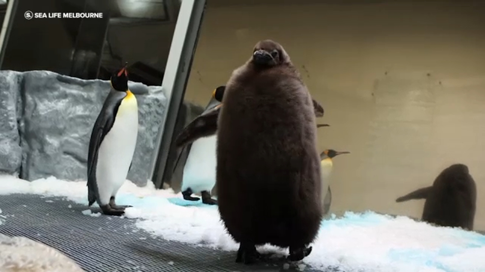 Huge Australian king penguin chick Pesto grows into social media star [Video]