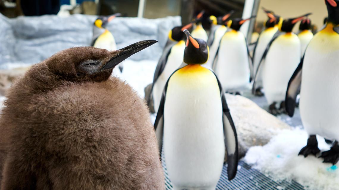 Pesto the penguin chick has grown to be a social media star [Video]