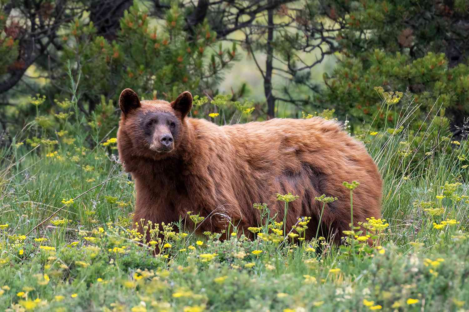 Man, 35, Attacked by Bear While Hiking Popular Trail at Glacier National Park [Video]