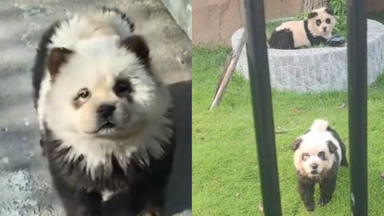 Panda Dogs At Chinese Zoo Are Actually Just Chow Chows [Video]