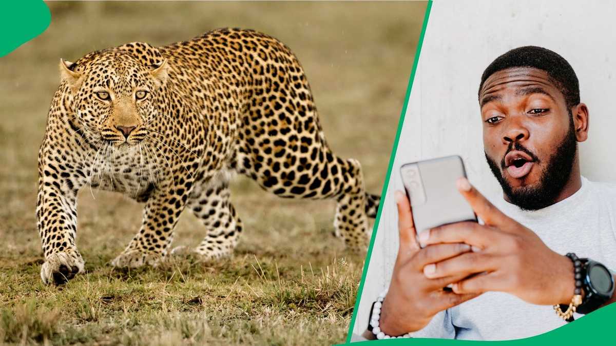 KZN Man in Nongoma Hailed Hero After Allegedly Killing Leopard, Photo Goes Viral [Video]