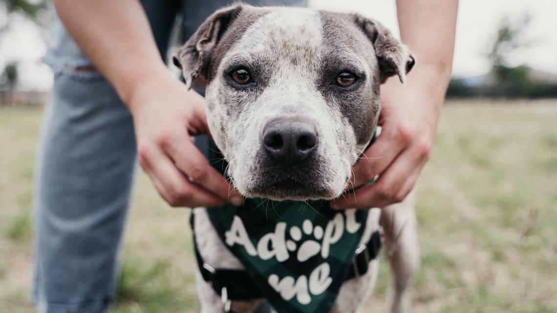 San Antonio Pets Alive! hosts Fall adoption event [Video]