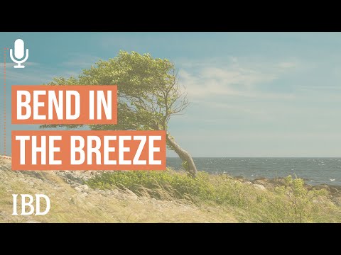 Handle Market Cycles By Bending Like A Tree In The Breeze [Video]